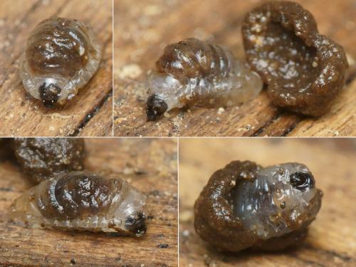 Epicypta aterrima